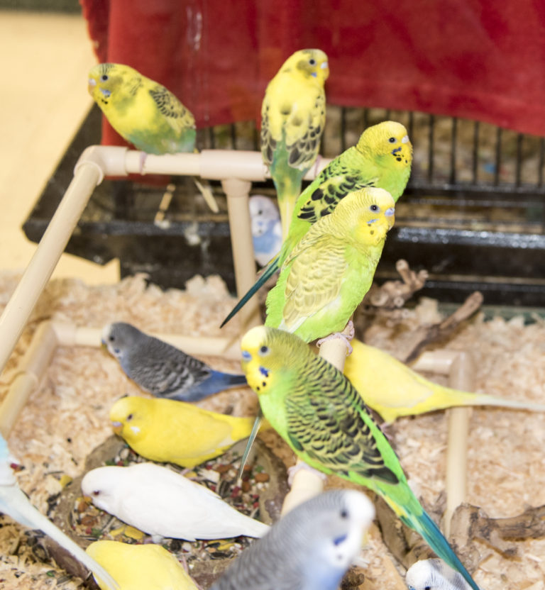 Available Birds Petland Pickerington, OH