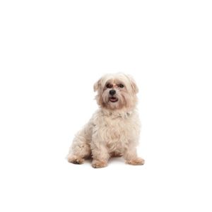 malti-chon