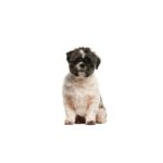 Petland Pickerington Malti-Shi