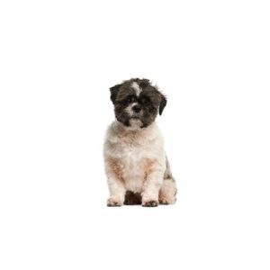 malti-shih
