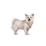 Petland Pickerington Malti-Pom