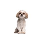 Petland Pickerington Peek-A-Poo