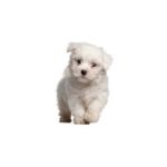 Petland Pickerington Pom-Poo