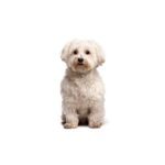 Petland Pickerington Poo-Chi