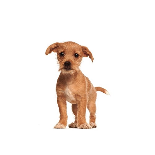 kennel club border terrier