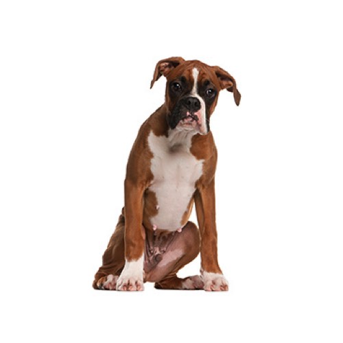 easy companion european boxers