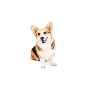 corgi undocked tail