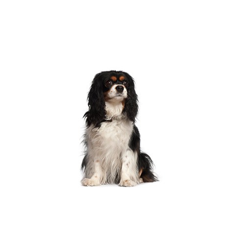oldest cavalier king charles spaniel