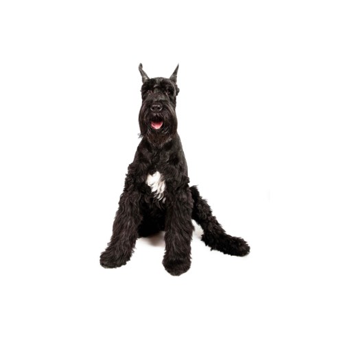 dogs similar to giant schnauzer