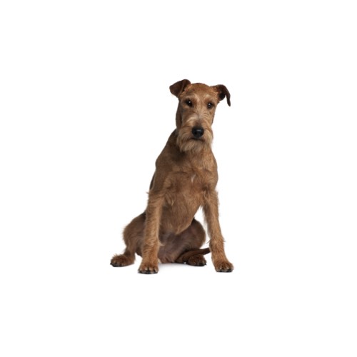 kennel club irish terrier puppies