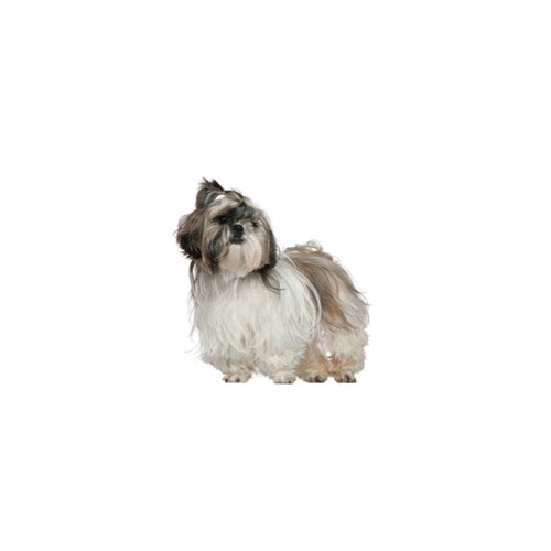 oldest lhasa apso