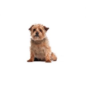 Norfolk Terrier Puppies Petland Pickerington