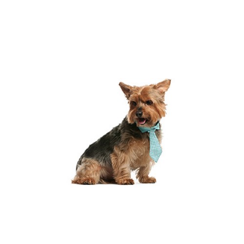 Norwich Terrier Puppies Petland Pickerington