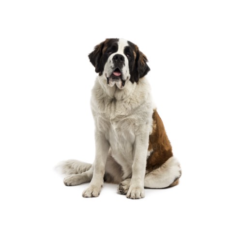 dog breed saint bernard puppy