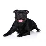 Petland Pickerington Staffordshire Bull Terrier