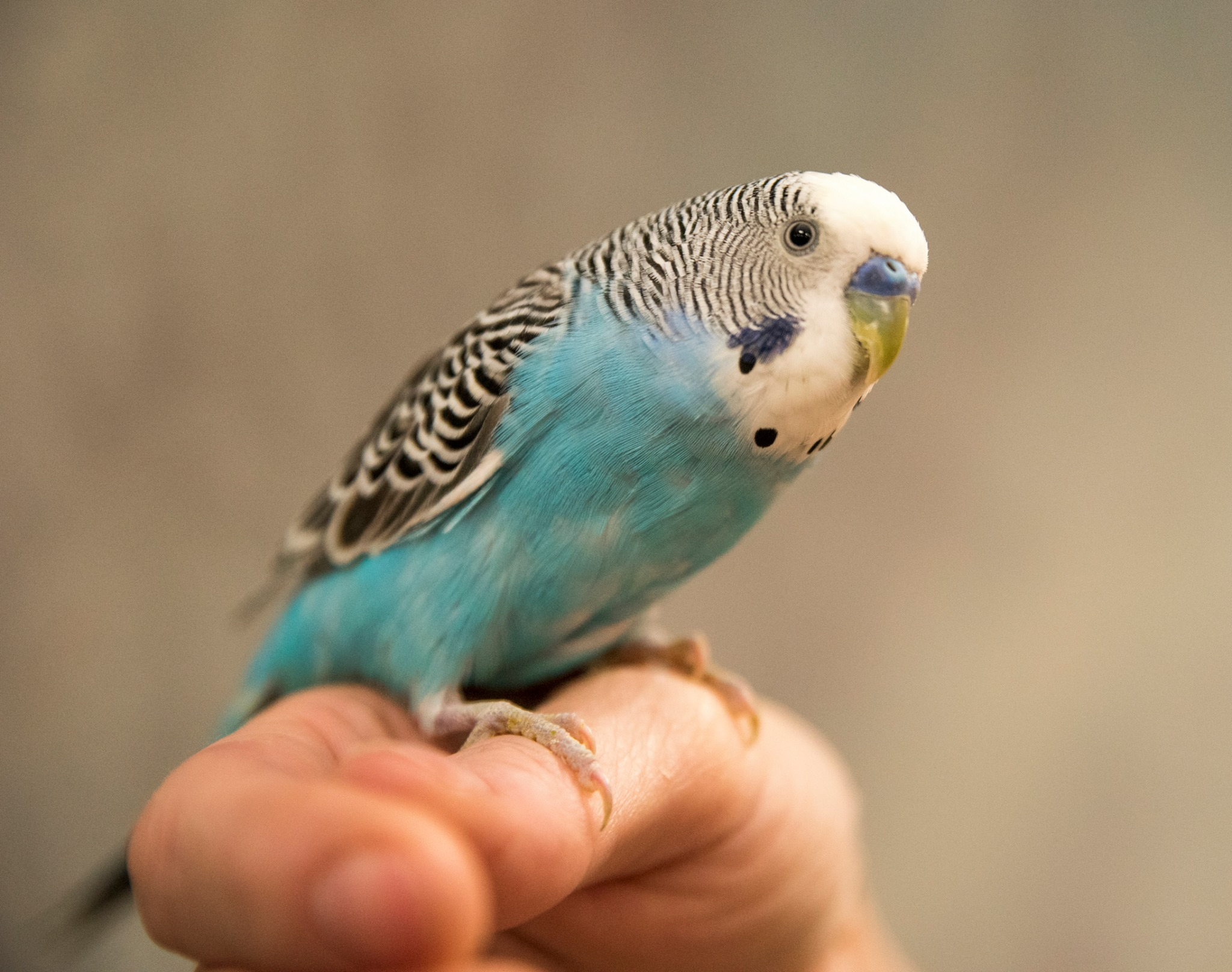 locally-owned-pet-store-with-a-large-selection-of-pets-and-supplies