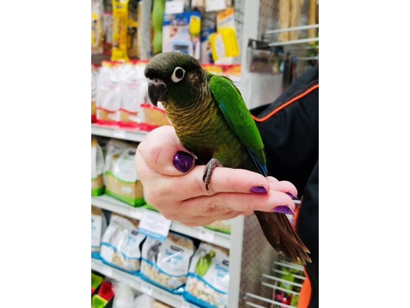 Green Cheek Conure-Male--2724777-Petland Pickerington