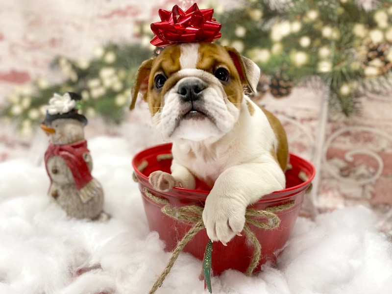 Mini Bulldog-Female-Fawn and white-2927014-Petland Pickerington