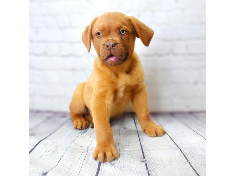 Dogue De Bordeaux-Male-Red-3091081-Petland Pickerington