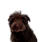 Petland Pickerington Affenpinscher