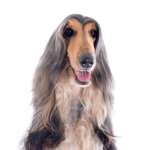 Petland Pickerington Afghan Hound