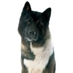 Petland Pickerington Akita