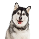 Petland Pickerington Alaskan Malamute