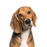 Petland Pickerington American Foxhound