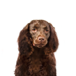 Petland Pickerington American Water Spaniel