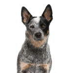 Petland Pickerington Australian Cattle Dog