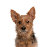 Petland Pickerington Australian Terrier