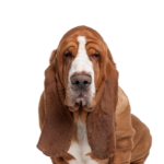 Petland Pickerington Basset Hound