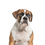 Petland Pickerington Bea-Bull
