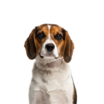 Petland Pickerington Beagle