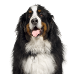 Petland Pickerington Bernese Mountain Dog