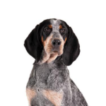 Petland Pickerington Bluetick Coonhound