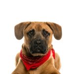 Petland Pickerington Boggle