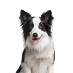 Petland Pickerington Border Collie