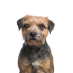 Petland Pickerington Border Terrier