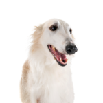 Petland Pickerington Borzoi