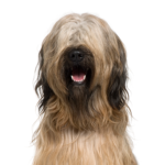 Petland Pickerington Briard