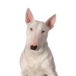 Petland Pickerington Bull Terrier