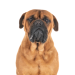 Petland Pickerington Bullmastiff