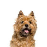 Petland Pickerington Cairn Terrier