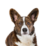 Petland Pickerington Cardigan Welsh Corgi