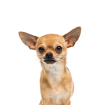 Petland Pickerington Chihuahua