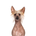 Petland Pickerington Chinese Crested