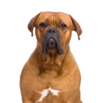 Petland Pickerington Dogue de Bordeaux