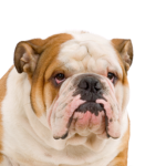 Petland Pickerington English Bulldog