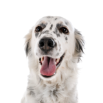 Petland Pickerington English Setter
